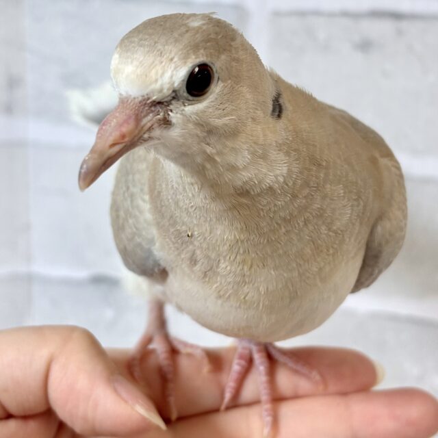 ジュズカケバト 中ビナ 🕊🤎🩶✧*｡