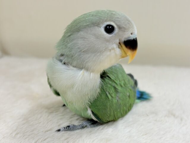 奥深い😎かっくいいカラー✨️コザクラインコ(ブルーチェリー)ヒナ コザクラインコ(小桜インコ)