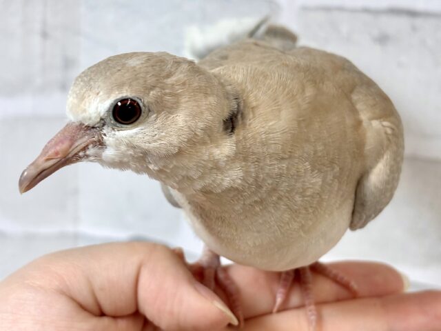 ジュズカケバト