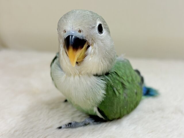奥深い😎かっくいいカラー✨️コザクラインコ(ブルーチェリー)ヒナ コザクラインコ(小桜インコ)