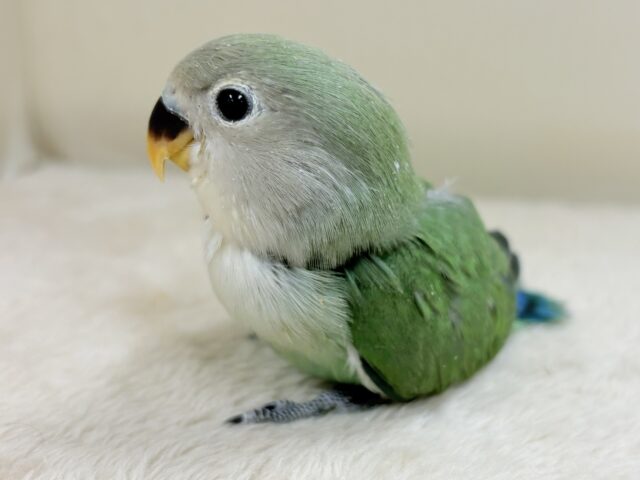 奥深い😎かっくいいカラー✨️コザクラインコ(ブルーチェリー)ヒナ コザクラインコ(小桜インコ)