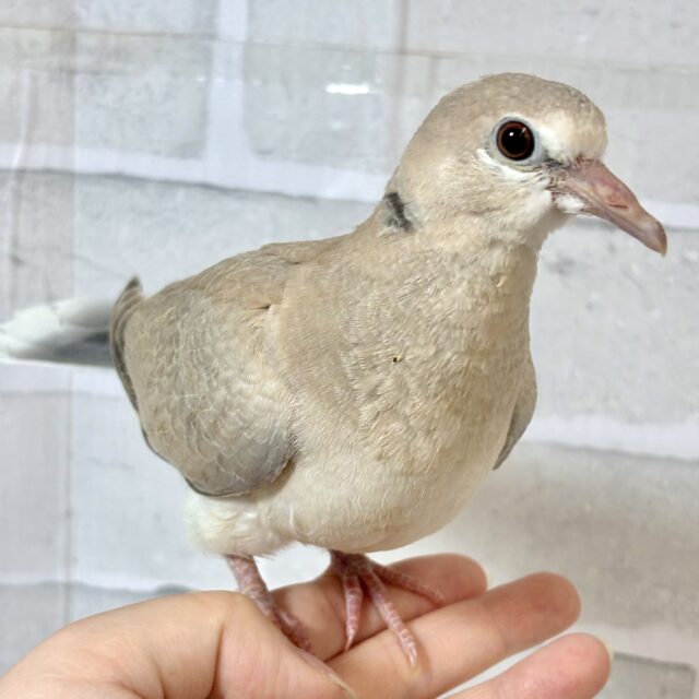 ジュズカケバト