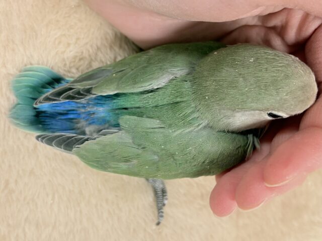 奥深い😎かっくいいカラー✨️コザクラインコ(ブルーチェリー)ヒナ コザクラインコ(小桜インコ)