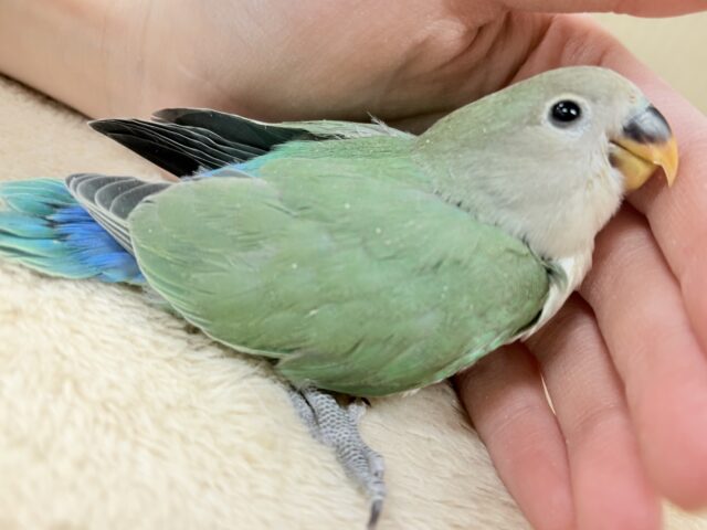 奥深い😎かっくいいカラー✨️コザクラインコ(ブルーチェリー)ヒナ コザクラインコ(小桜インコ)