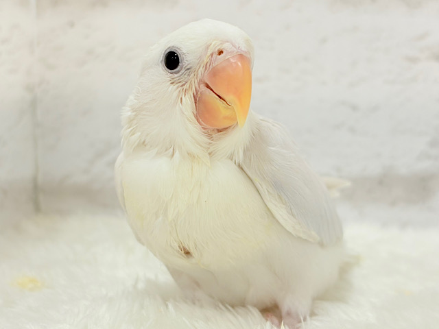 角度で色が変わる！？不思議ちゃん🐣🫧コザクラインコ(ダイリュートモーブシナモンバイオレットオパーリン) ヒナ