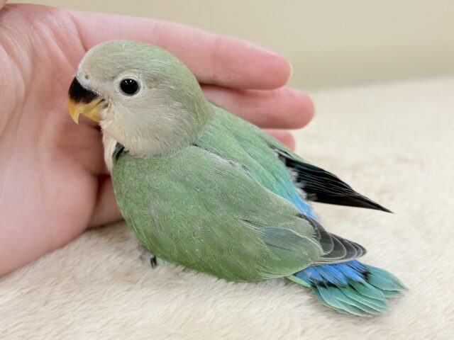 奥深い😎かっくいいカラー✨️コザクラインコ(ブルーチェリー)ヒナ コザクラインコ(小桜インコ)