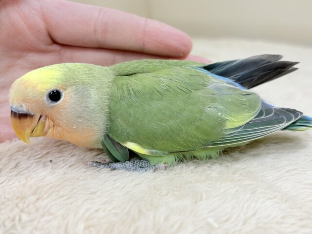 たっぷりの色を纏って登場‼️✨️コザクラインコ(タイガーチェリー)ヒナ コザクラインコ(小桜インコ)