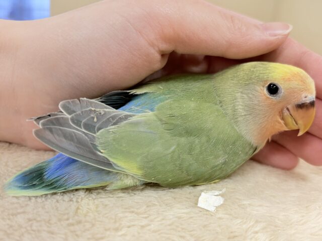 たっぷりの色を纏って登場‼️✨️コザクラインコ(タイガーチェリー)ヒナ コザクラインコ(小桜インコ)
