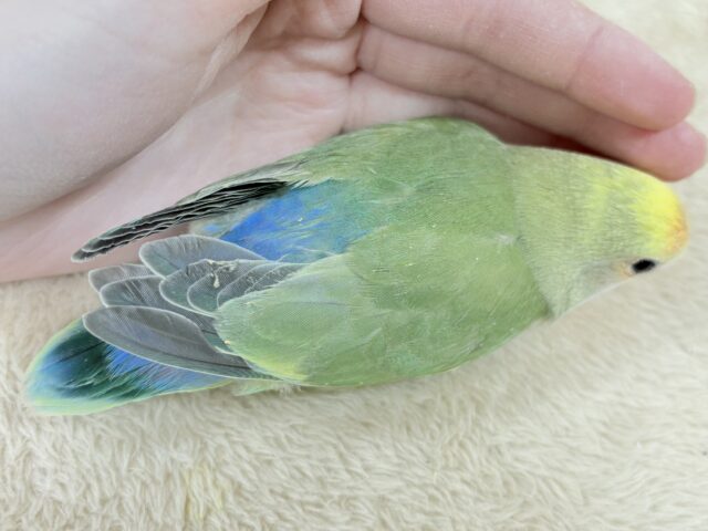 たっぷりの色を纏って登場‼️✨️コザクラインコ(タイガーチェリー)ヒナ コザクラインコ(小桜インコ)