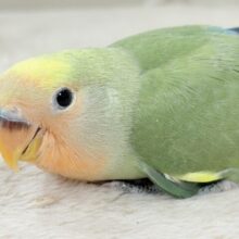 たっぷりの色を纏って登場‼️✨️コザクラインコ(タイガーチェリー)ヒナ