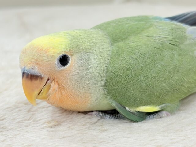 たっぷりの色を纏って登場‼️✨️コザクラインコ(タイガーチェリー)ヒナ コザクラインコ(小桜インコ)