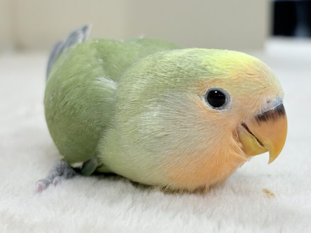 たっぷりの色を纏って登場‼️✨️コザクラインコ(タイガーチェリー)ヒナ コザクラインコ(小桜インコ)