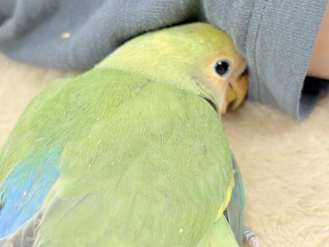 たっぷりの色を纏って登場‼️✨️コザクラインコ(タイガーチェリー)ヒナ コザクラインコ(小桜インコ)