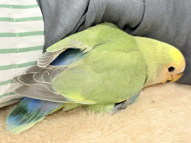 たっぷりの色を纏って登場‼️✨️コザクラインコ(タイガーチェリー)ヒナ コザクラインコ(小桜インコ)