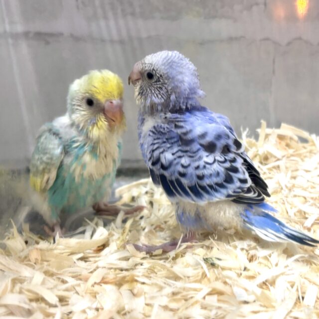 セキセイインコ