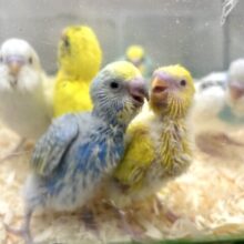 🎄厚木店セキセイインコちゃんず集合ぉ〜✨⸜(*・θ・* )⸝✨