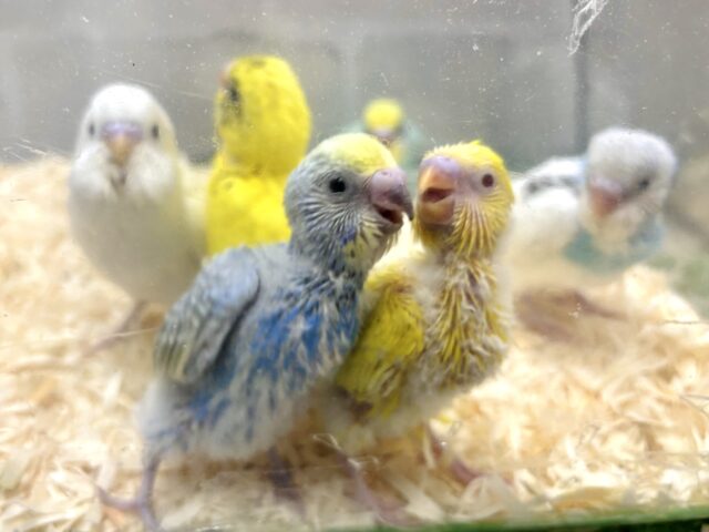 🎄厚木店セキセイインコちゃんず集合ぉ〜✨⸜(*・θ・* )⸝✨