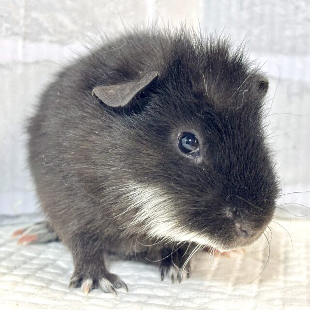 テディモルモット