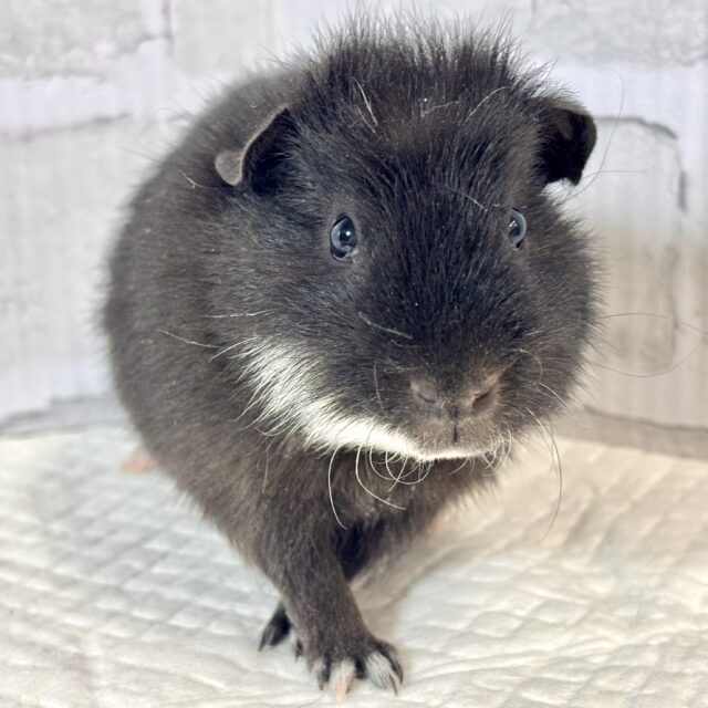 テディモルモット 男の子 2色 ( Ꙭ)⟡.·*.