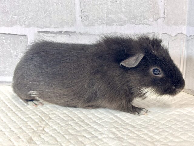 テディモルモット