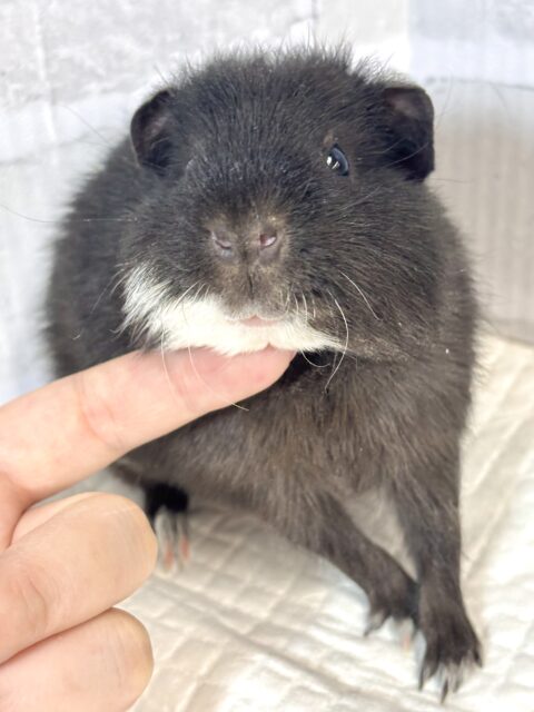 テディモルモット