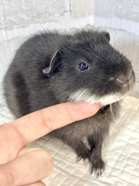 テディモルモット