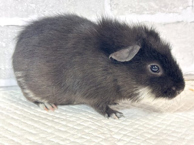 テディモルモット