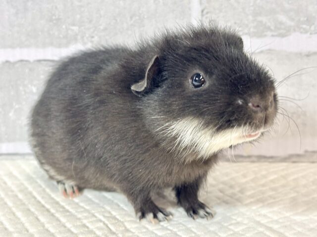 テディモルモット