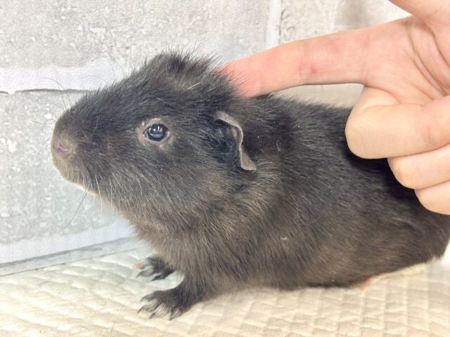 テディモルモット