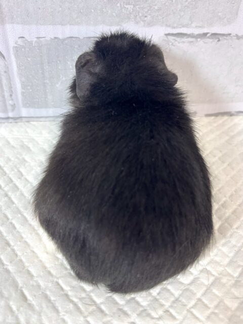 テディモルモット