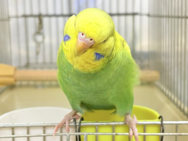 ジャンボセキセイインコ