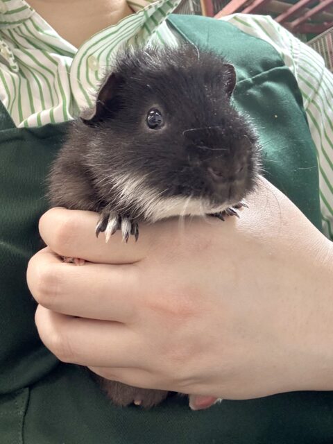 テディモルモット