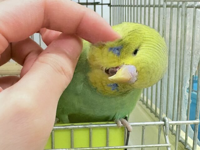 最新画像】もっふりもふもふ☁️✨ジャンボセキセイインコ（スパングル）