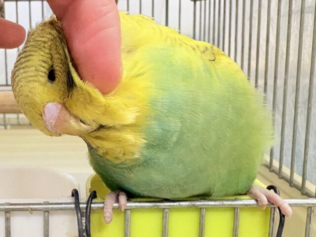 ジャンボセキセイインコ