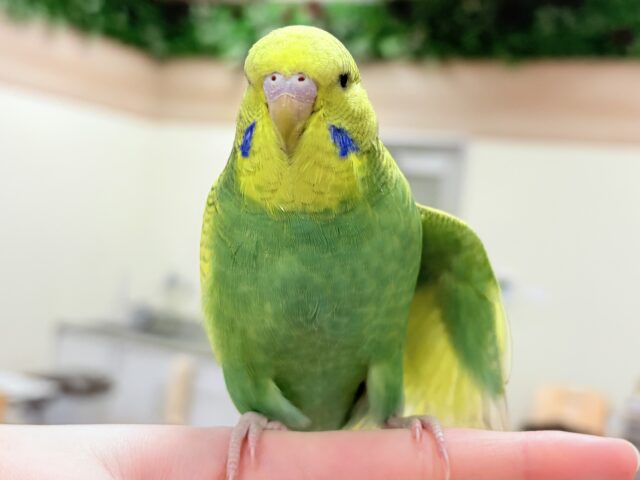 ジャンボセキセイインコ