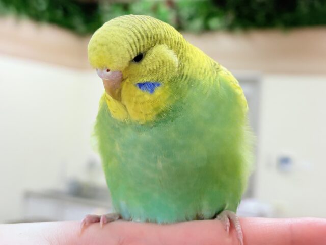 ジャンボセキセイインコ
