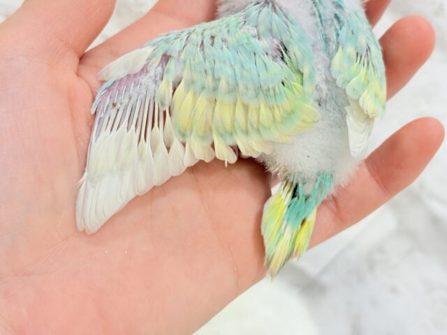 セキセイインコ