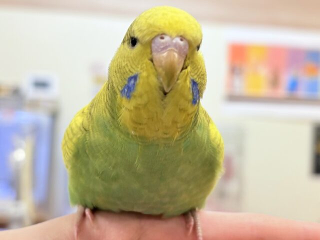 ジャンボセキセイインコ