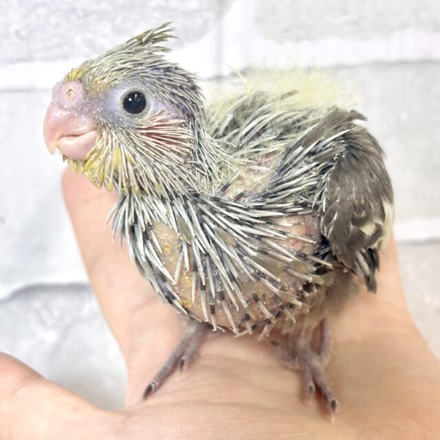オカメインコ