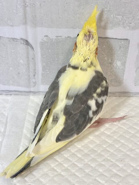 オカメインコ