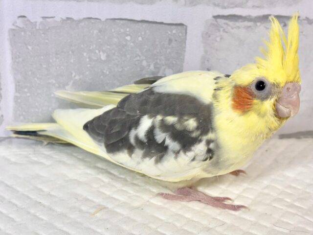 オカメインコ
