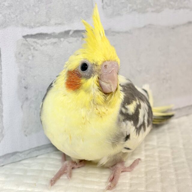 オカメインコ