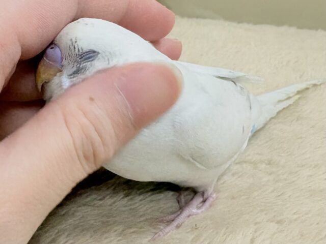 白色多めのセキセイちゃん❣️セキセイインコ(白ハルクイン)ヒナ