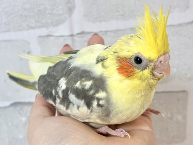 オカメインコ