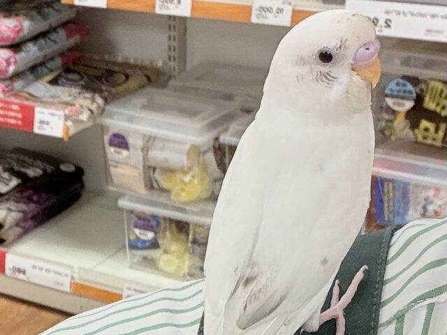 セキセイインコ