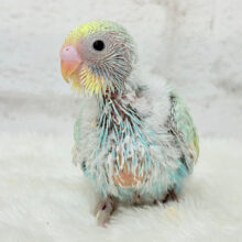 元気いっぱい！駆け回るゾ〜！！！セキセイインコ(パステルカラーレインボー) ヒナ