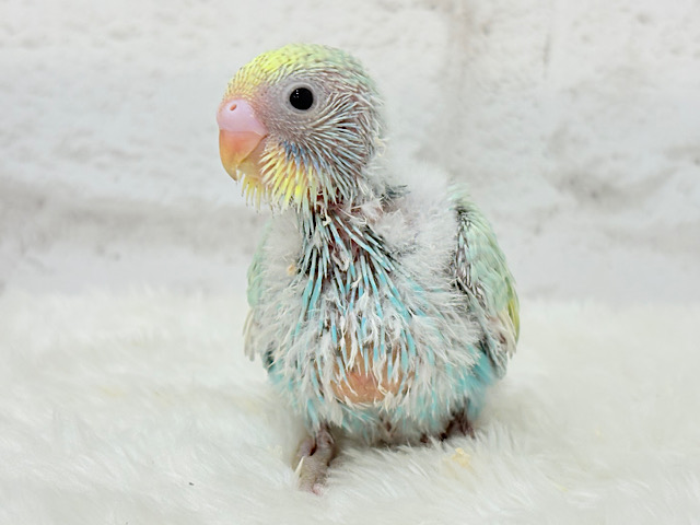 元気いっぱい！駆け回るゾ〜！！！セキセイインコ(パステルカラーレインボー) ヒナ