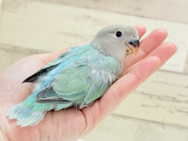 キラッと光る宝石みたいな美しさ💎.*コザクラインコ(ブルーオパーリン) ヒナ コザクラインコ(小桜インコ)