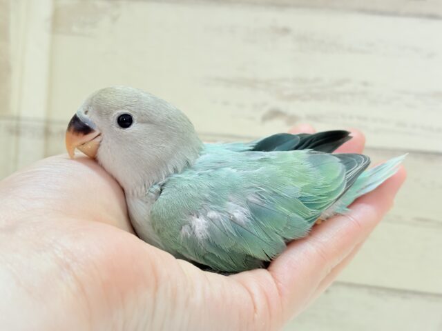 キラッと光る宝石みたいな美しさ💎.*コザクラインコ(ブルーオパーリン) ヒナ コザクラインコ(小桜インコ)