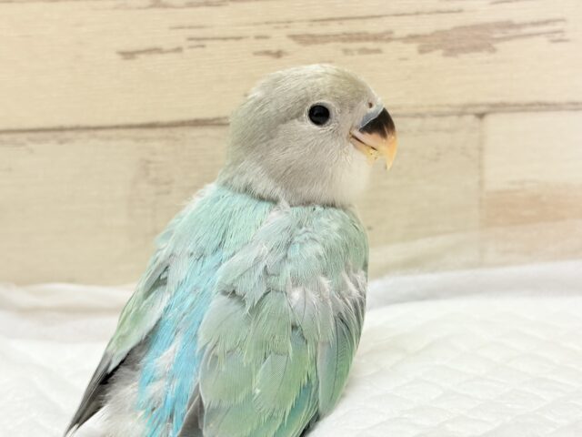 キラッと光る宝石みたいな美しさ💎.*コザクラインコ(ブルーオパーリン) ヒナ コザクラインコ(小桜インコ)